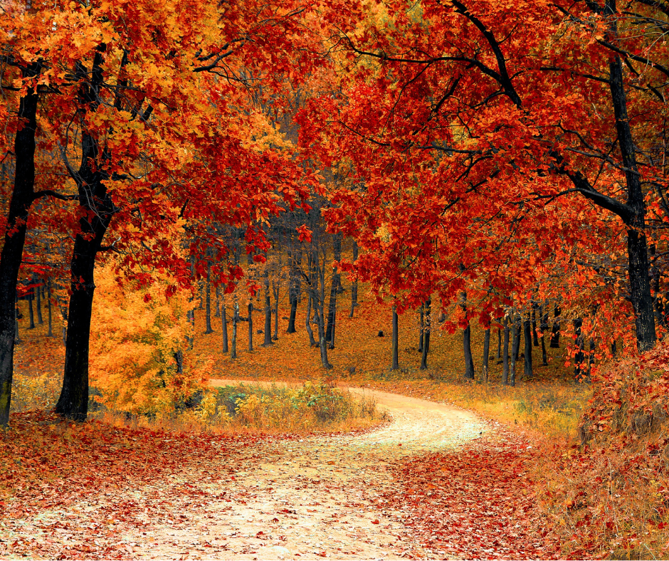 A path in the woods during the fall.