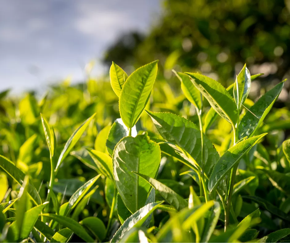 A garden of tea leaves growing.