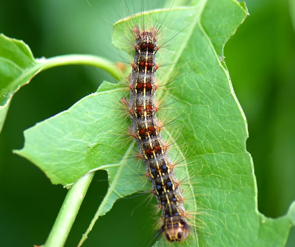 An up close image of a spongy moth.